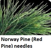 Norway Pine needs close up
