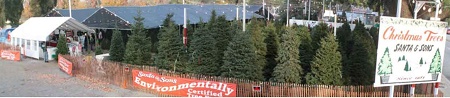 Santa & Sons Christmas Trees