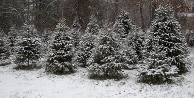Wolf Hill Farm - Christmas trees-you choose and you cut,