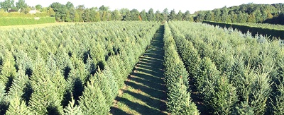 Shamrock Christmas Tree field