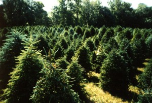 Paul's Lawn and Landscape Services and Christmas Tree Farm