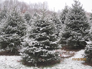 Solvang Tree Farm