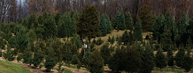 Country Hill Tree Farm