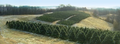 Feisley Tree Farms