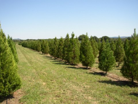 Pipe Creek Christmas Tree Farm