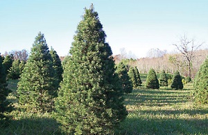 Roanoke Area Of Virginia Christmas Tree Farms Choose And Cut Christmas Trees Tree Lots With Pre Cut Trees Stands Sleigh Rides Hay Rides And Related Winter Events And Fun