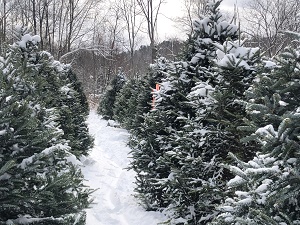 Rogers Westford Christmas Tree Farm