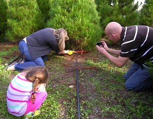 Family Christmas Tree Farms photo 2