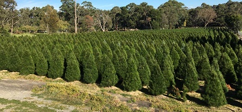 Montrose Christmas Tree Farm