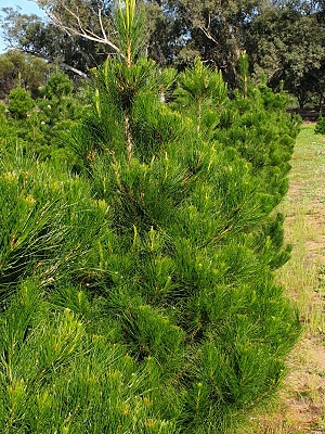 Toodyay Christmas Trees