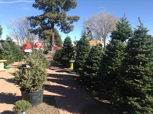 Christmas Tree at Viola's Flower Garden 