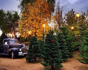 Smith Family Farms - Pre-cut Christmas trees, hayrides, Santa visits