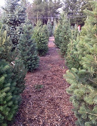 Grandma Buddy's Christmas Trees