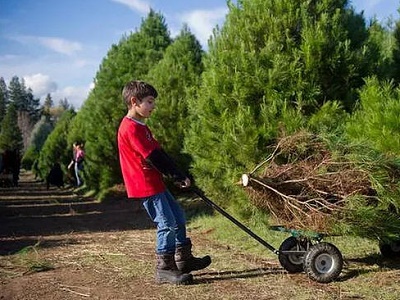 Billy's Farm  Certified Organic Christmas trees