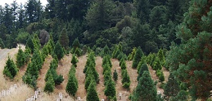 Skyline Tree Farm