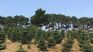 Misty Mountain Tree Farm