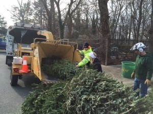 Chipping Christmas tree into mulch 