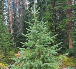 Ocala National Forest Christmas Tree Permit
