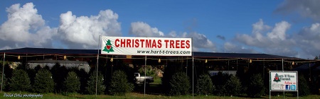 Hart-T-Tree Farms 
