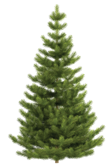 Hanford Christmas Tree Pickup 2022 How And Where To Recycle Or Dispose Your Christmas Tree In 2022 After The  Holidays