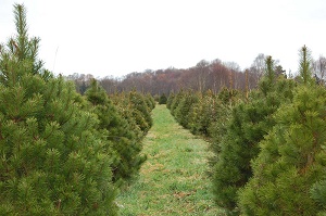 Meadow Lane Fram Galway Christmas Trees 