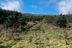 Parkmore Christmas Tree Farm Ireland