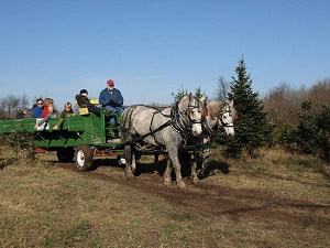 Ben's Christmas Tree Farm