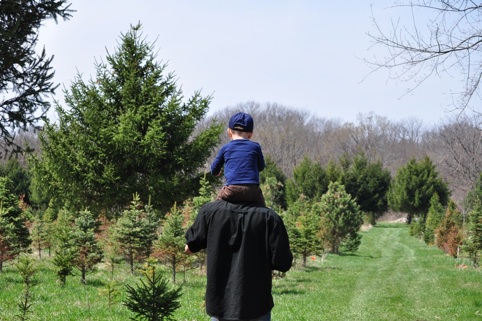 Cupola House Tree Farm -