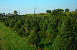 Green Garden Christmas Tree Farm