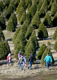 Richardson Christmas Trees,