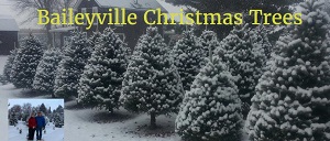 Baileyville Christmas Trees 