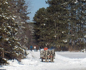 Williams Tree Farm 