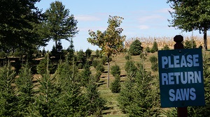 Camelot Christmas Tree Farm