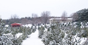 Voltz Tree Farm