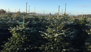 Rathcon Christmas Tree Farm