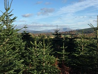 Rathcon Christmas Tree Farm