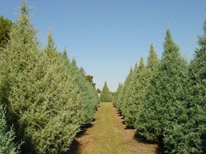 Mores Lumber Tree Farm