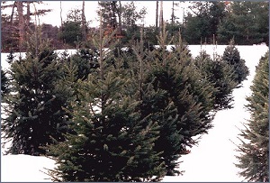 Herrick Tree Farm