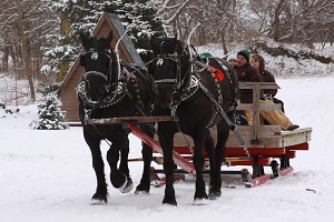 Loveberry Tree Farm Sleigh Ride