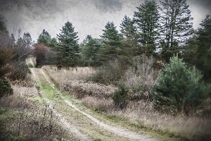 Hauser Tree Farm