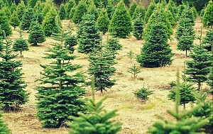 Urquhart's Tree Farm