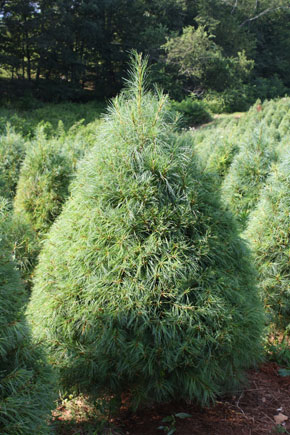 Santa Christmas Tree Farm 