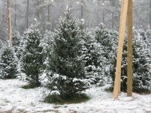 Boyce Farms Christmas Trees