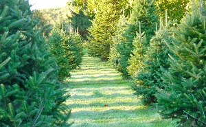 DOWER CHRISTMAS TREE FARM