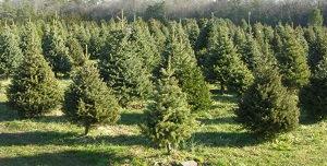 Littleworth Tree Farm 