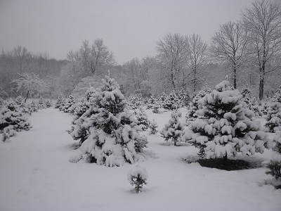 Carlson Christmas Tree Farm Lambertville, NJ