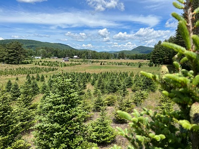 River Bend Christmas Tree Farm