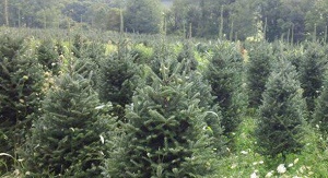 Greenpoint Trees