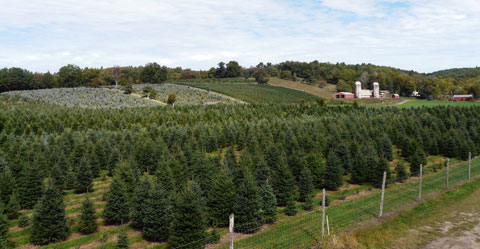 bells christmas tree farm, accord, NY
