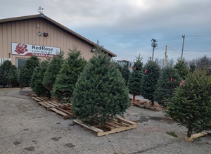 Red Rose Landscaping Christmas Tree Farm